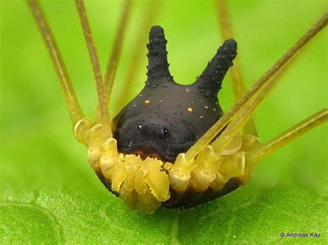 bunny harvestman|This Tiny Arachnid With a Black Bunny Head Is Totally